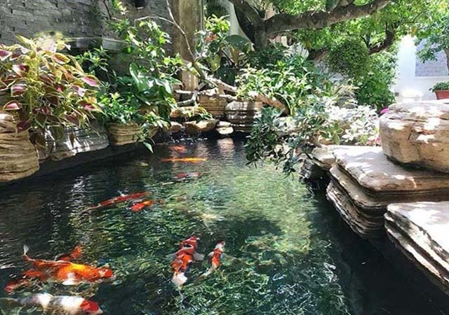 Hệ lọc hồ koi đúng kỹ thuật loại bỏ rêu tảo