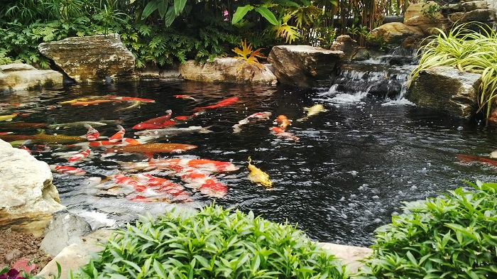 Cách điều chỉnh độ Ph trong hồ cá koi