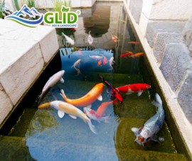 Kỹ thuật thi công hồ koi trên sân thượng?