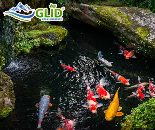 Kỹ thuật thi công hồ koi trên sân thượng?