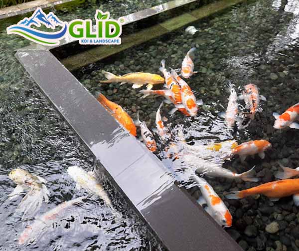 Kỹ thuật thi công hồ koi trên sân thượng?