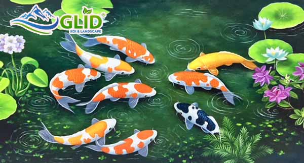 Lưu ý khi xây hồ koi mini chuẩn với mật độ nuôi cá koi trong bể kính
