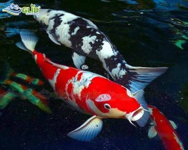Lưu ý khi xây hồ koi mini chuẩn với mật độ nuôi cá koi trong bể kính