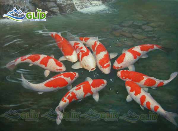 Lưu ý khi xây hồ koi mini chuẩn với mật độ nuôi cá koi trong bể kính