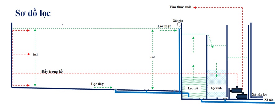 Chuẩn bị nuôi cá Koi