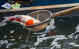 Cách Xử Lý Hồ Cá Koi Bị Bọt Nhanh Chóng và Hiệu Quả