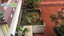 Hướng Dẫn Làm Hồ Koi Mini Bằng Thùng Xốp Đơn Giản.