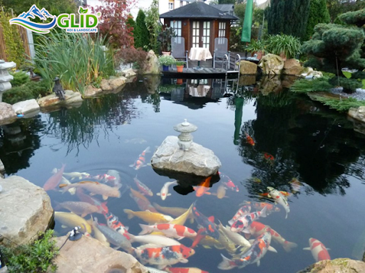Vị trí và kích thước hồ koi mini có thật sự quan trọng