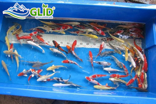 Kinh nghiệm nuôi cá koi mini cho người mới