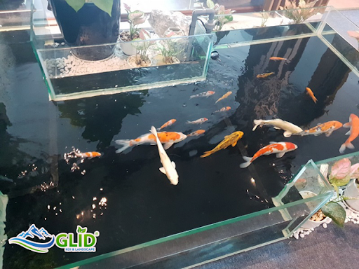 Kinh nghiệm nuôi cá koi mini cho người mới