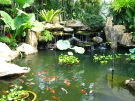 Cách Xử Lý Hồ Cá Koi Bị Vàng Nhanh Chóng