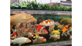Tư vấn mua máy bơm hồ koi mini