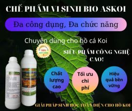 Glid Landscape Bán Men vi sinh Bio-AsKoi Cho Hồ Cá Koi