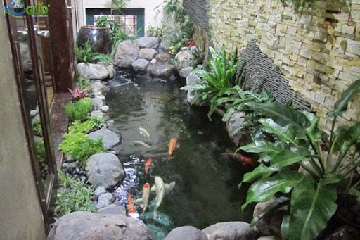 Những sai lầm trong chăm sóc hồ cá Koi thường gặp