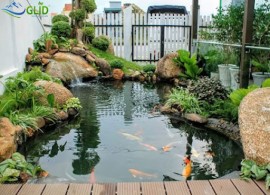 Những sai lầm trong chăm sóc hồ cá Koi thường gặp