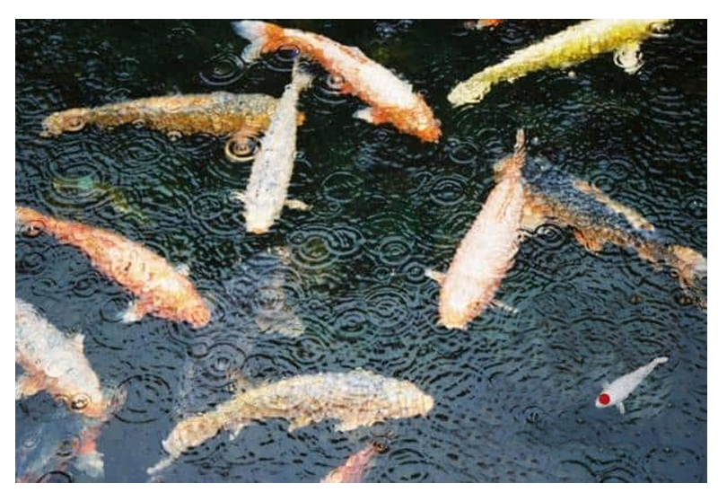 Xử lý nước nuôi cá koi