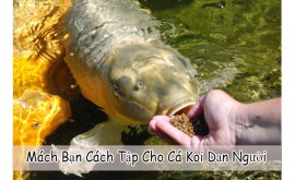 Mách Bạn Cách Tập Cho Cá Koi Dạn Người
