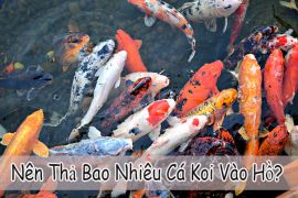 Nên Thả Bao Nhiêu Cá Koi Vào Hồ?