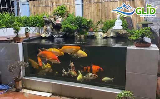 Thiết kế hồ cá koi mini cho người mới