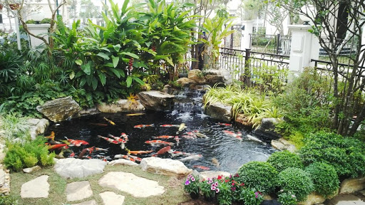 thi công hồ cá koi chuẩn