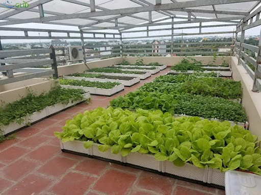lưu ý khi trồng cây cảnh trên sân thượng có mái che