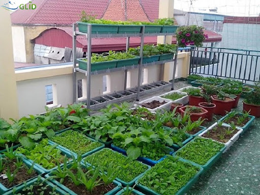 Trồng cây trên mái nhà nên chọn loại cây nào?