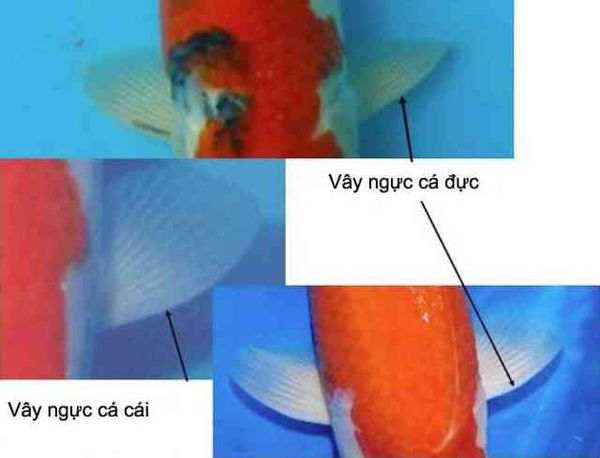 ý nghĩa vây cá Koi Nhật