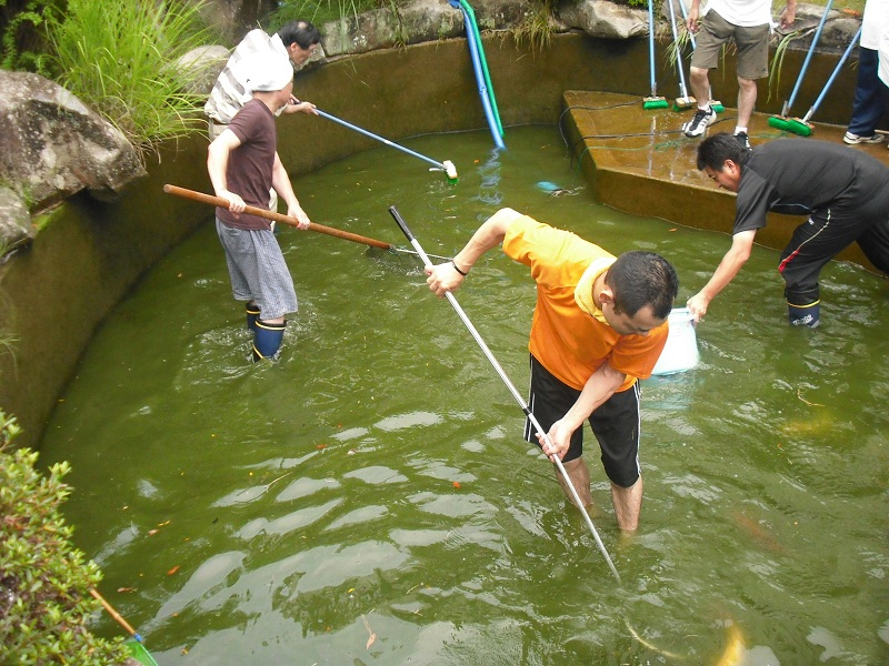 Hồ koi xuất hiện rêu tảo, nước đục trong hồ
