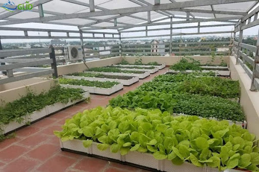 Các bước thi công vườn rau trên mái nhà đơn giản nhanh chóng