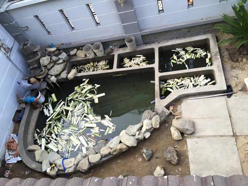 Xử lý hồ koi mới xây